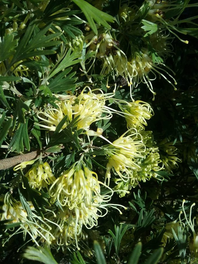 Grevillea Caramah Yellow Australian native plant