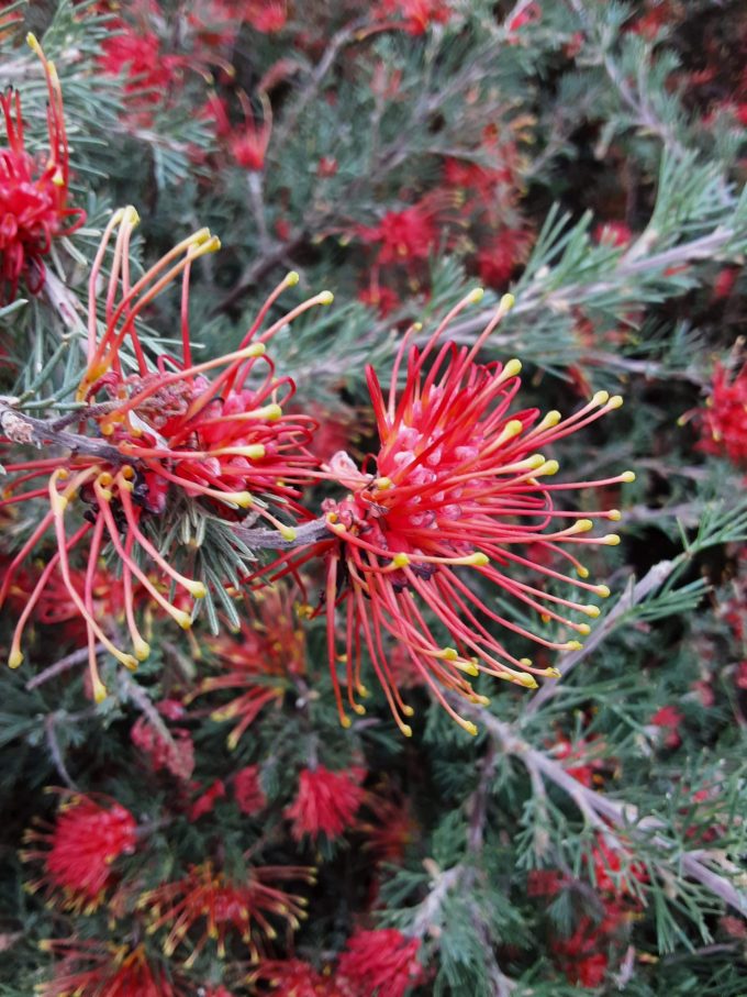 Grevillea thelemanniana Red Rambler Australian native plant