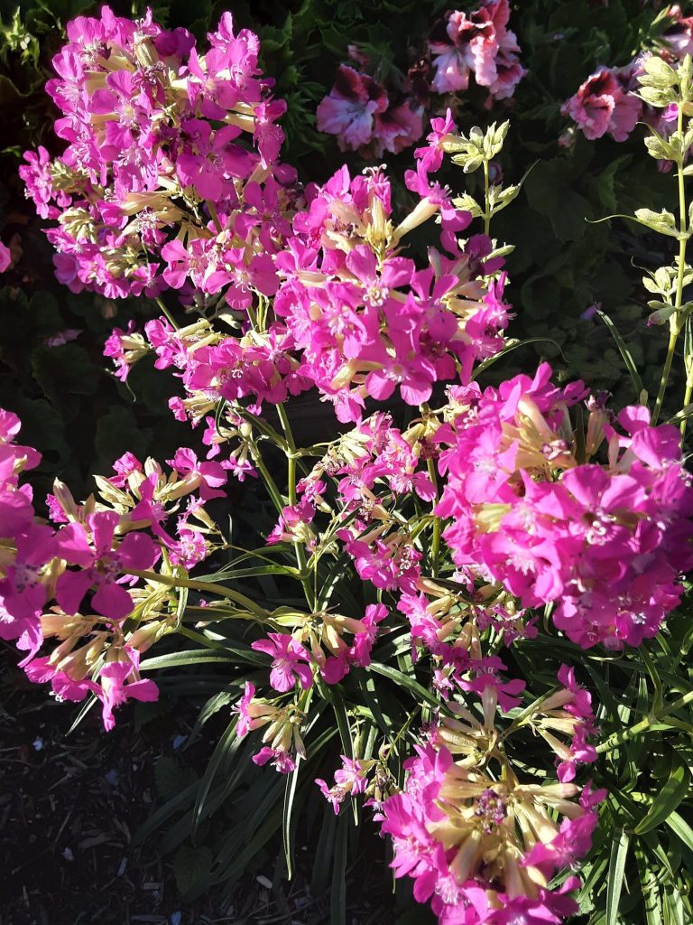 Lychnis viscaria wild form perennial plant