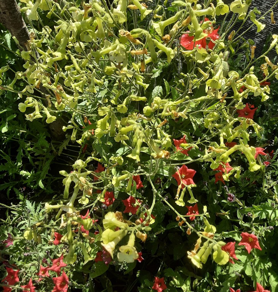 Nicotiana langsdorfii