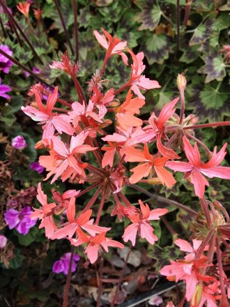 Pelargonium Hendy Dancer perennial plant