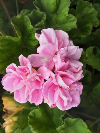 Pelargonium Lara Gem perennial plant