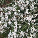 Thryptomene saxicola white Australian native plant