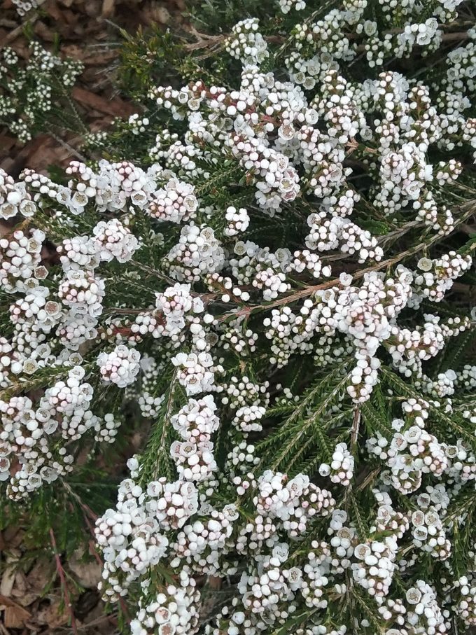 Thryptomene saxicola white in 50mm forestry tube