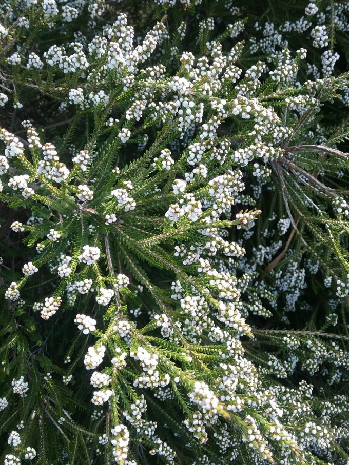 Thryptomene saxicola white Australian native plant