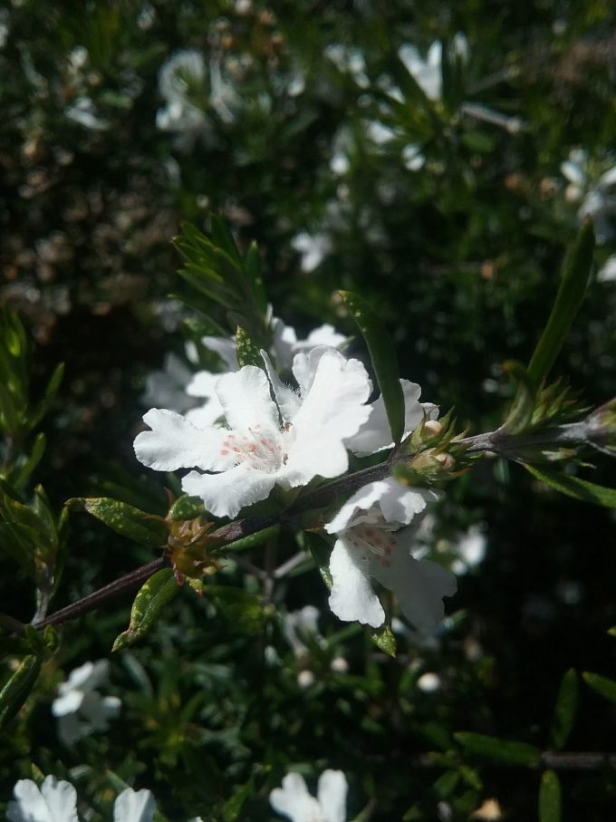 Westringia longifolia Australian native plant