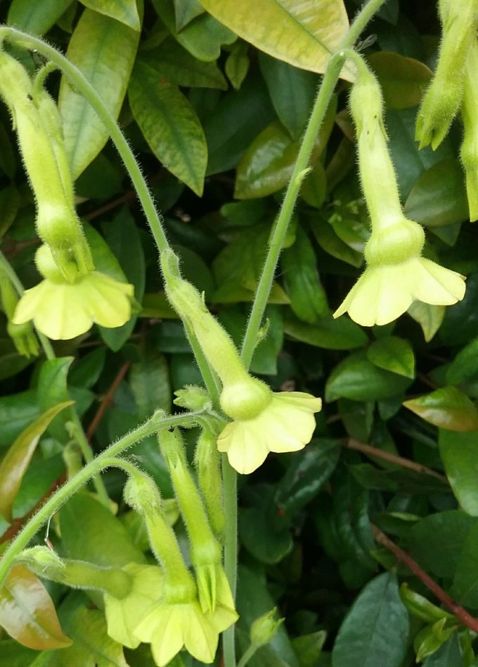 Nicotiana alata lime green perennial plant