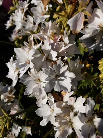 Pelargonium Narranga Ice perennial plant