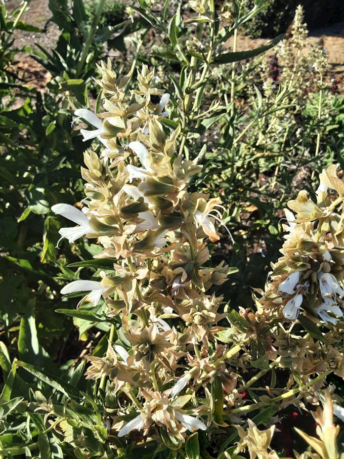 Salvia canariensis white form perennial plant