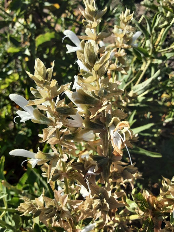 Salvia canariensis white form perennial plant