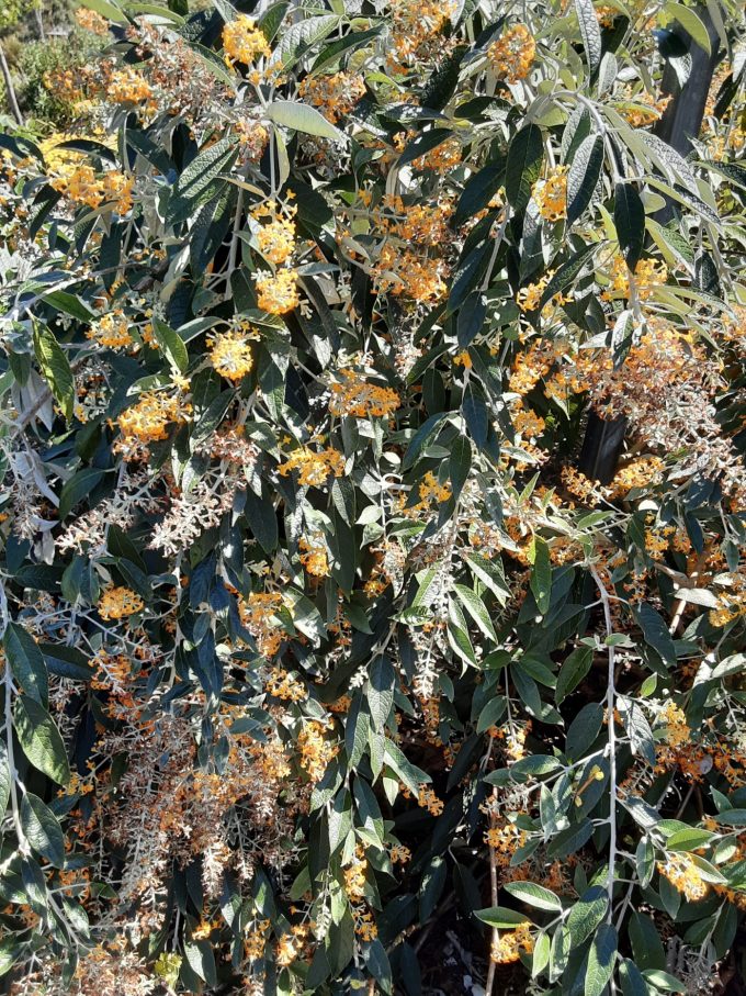 Buddleia madagascariensis perennial plant