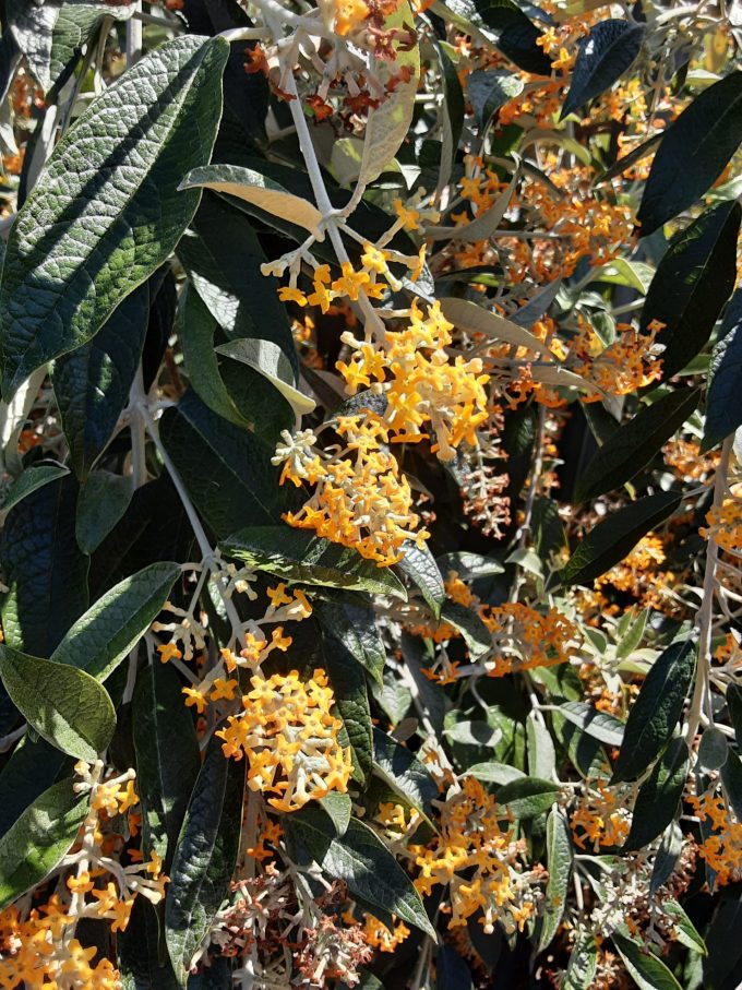 Buddleia madagascariensis perennial plant