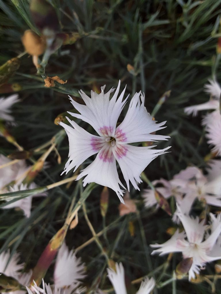 Dianthus anatolicus perennial plant