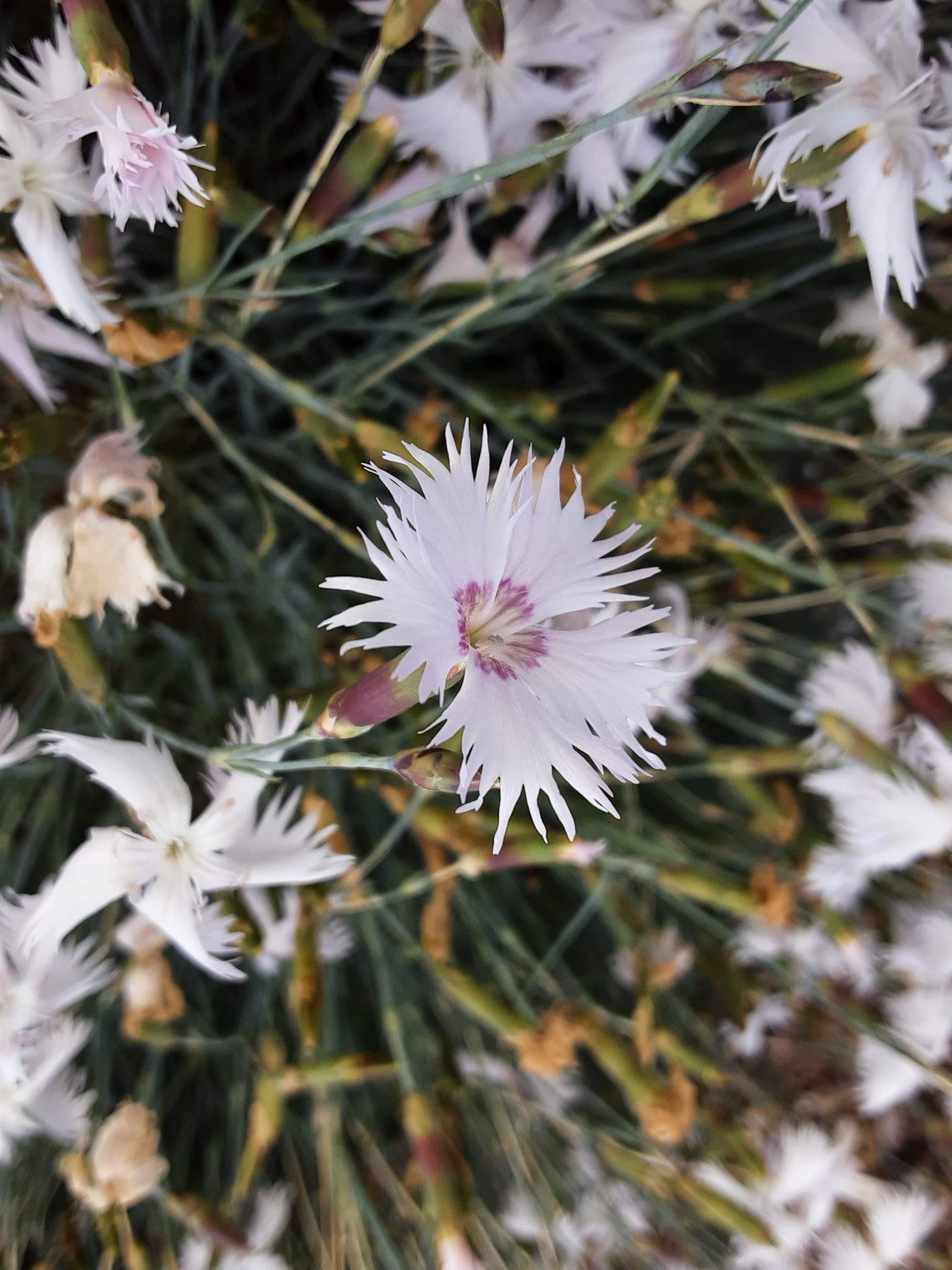 Dianthus anatolicus 30 seeds – Trigg Plants