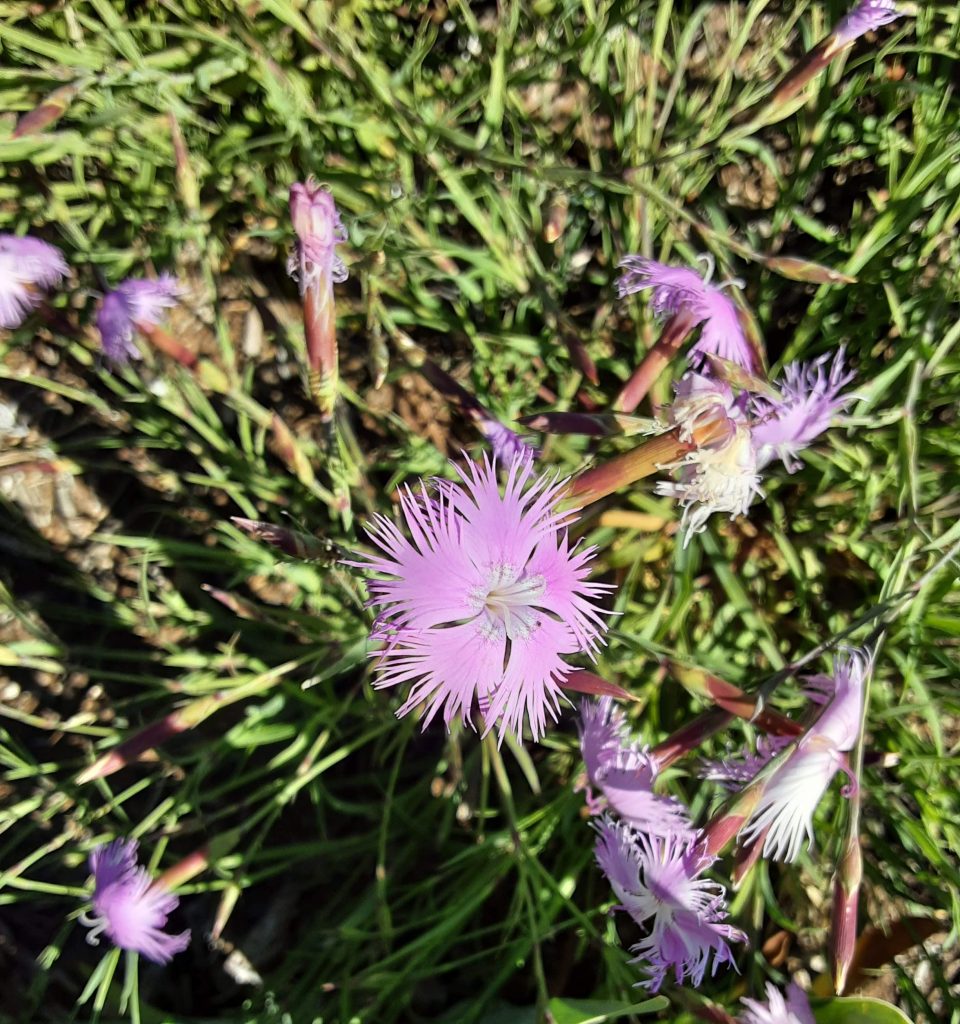 Dianthus longicalyx perennial plant
