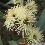 Eucalyptus famelica Australian native tree