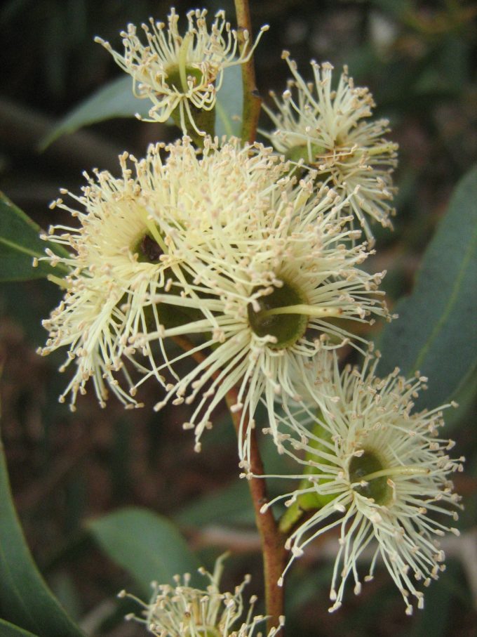 Eucalyptus famelica Australian native tree