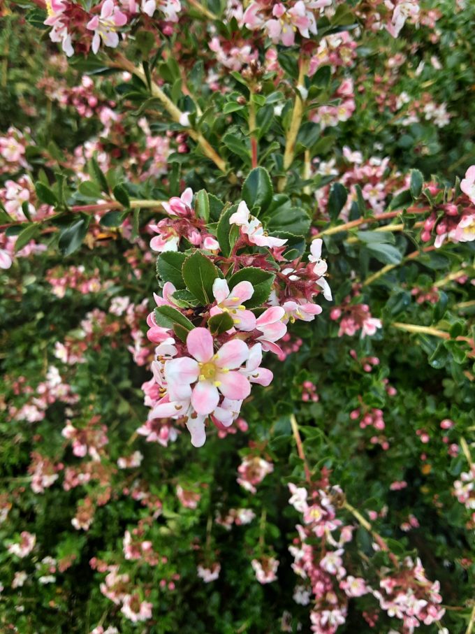 Escallonia langleyensis Apple Blossom