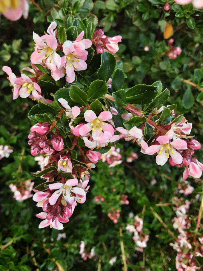 Escallonia langleyensis Apple Blossom perennial plant