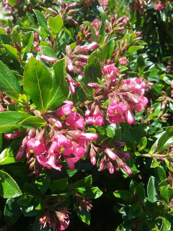 Escallonia Pink Pixie perennial plant