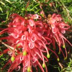Grevillea Ellendale Dragon Australian native plant
