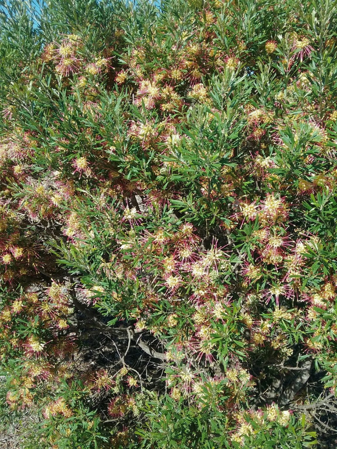 Grevillea Handsome In 50mm Forestry Tube Trigg Plants