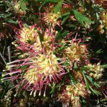 Grevillea Handsome Australian native plant