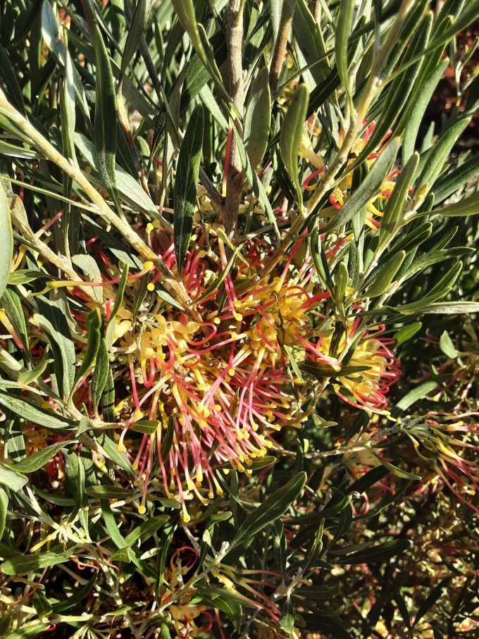 Grevillea olivacea Two Tone Australian Native Plant