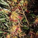 Grevillea olivacea Two Tone Australian native plant