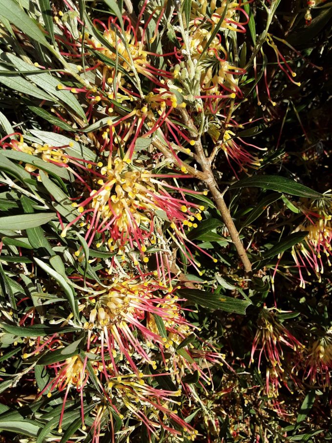 Grevillea olivacea Two Tone Australian native plant