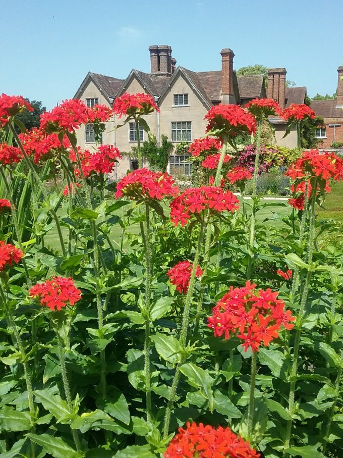 Lychnis chalcedonica red perennial plant