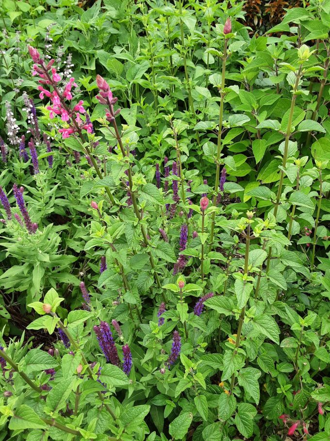 Salvia Mulberry Jam perennial plant