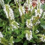 Salvia nemorosa White Mound perennial plant