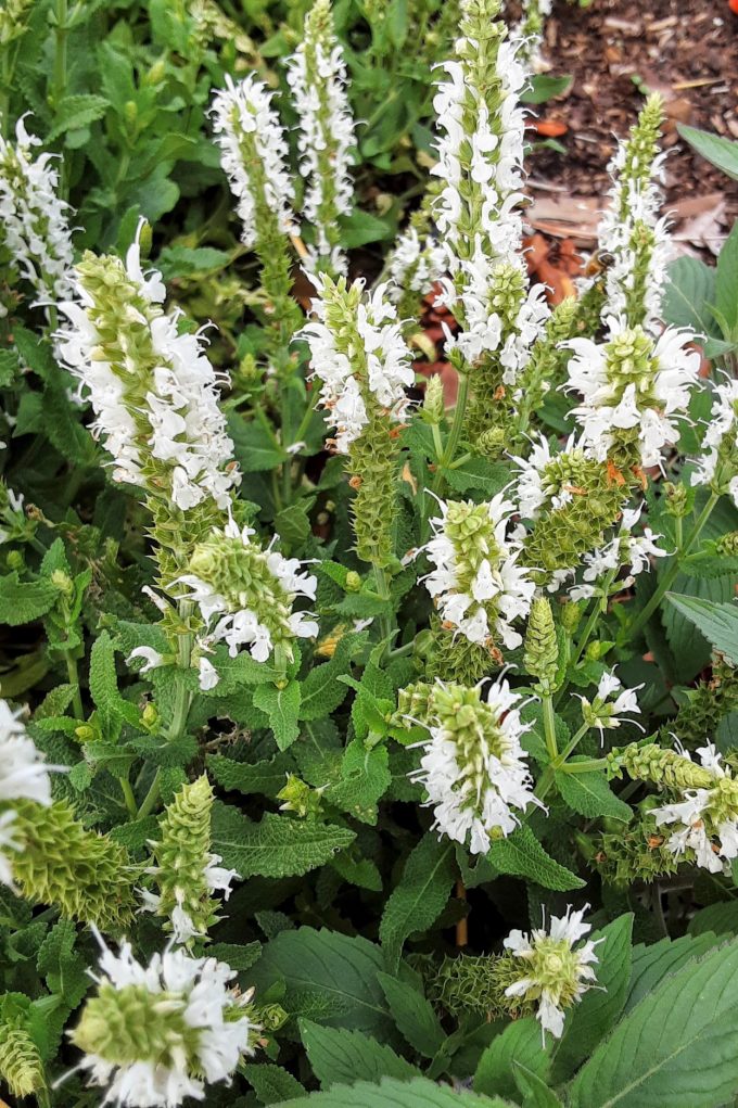Salvia nemorosa White Mound perennial plant
