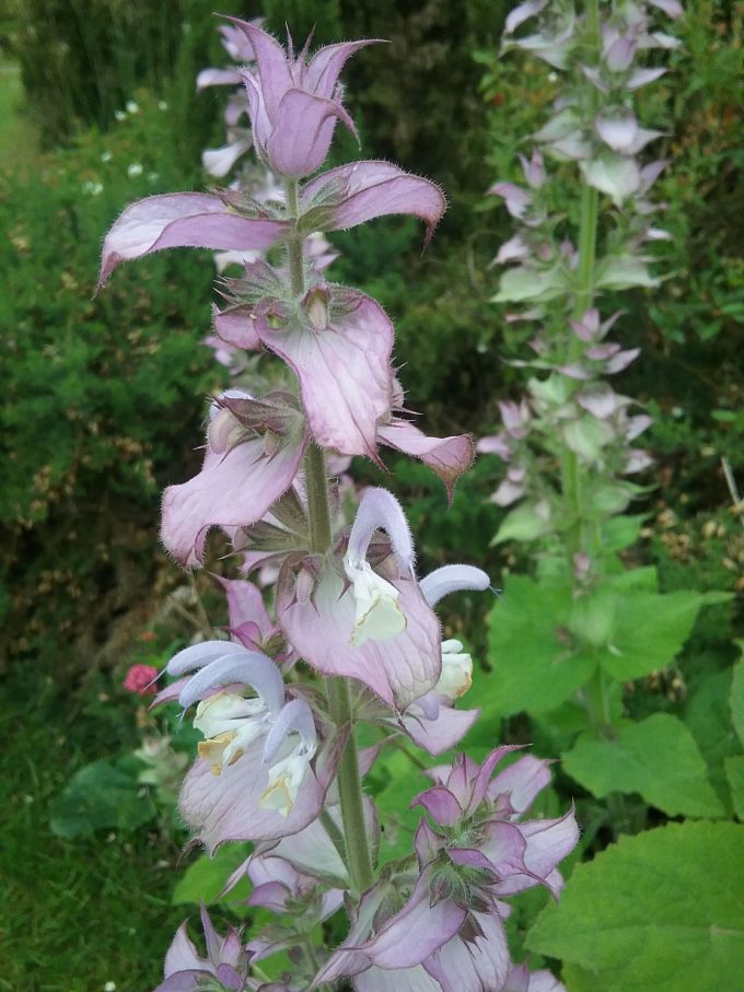 Salvia sclarea var. turkestanica perennial plant