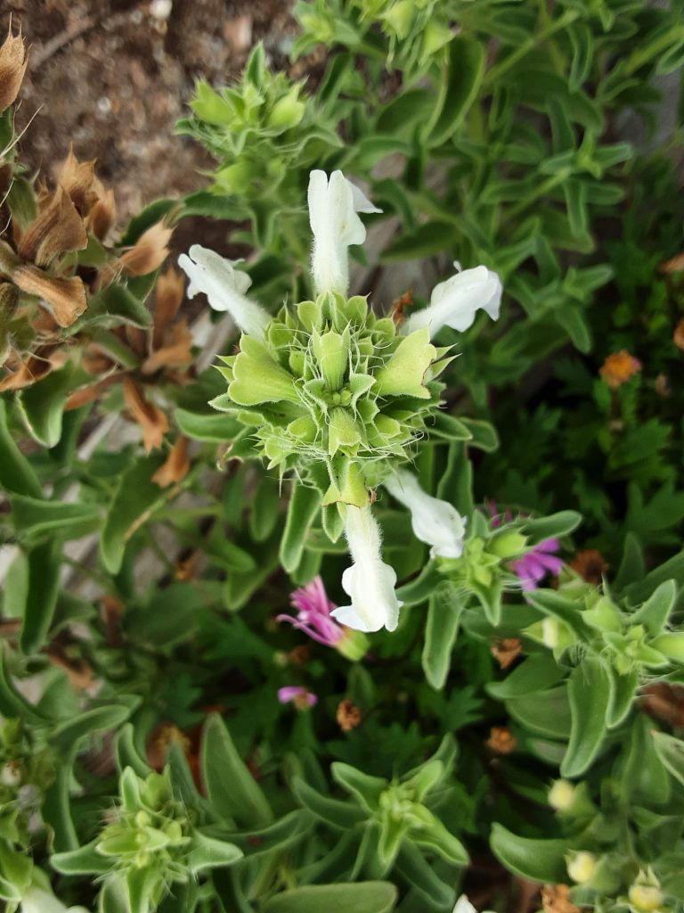 Dracocephalum renati perennial plant