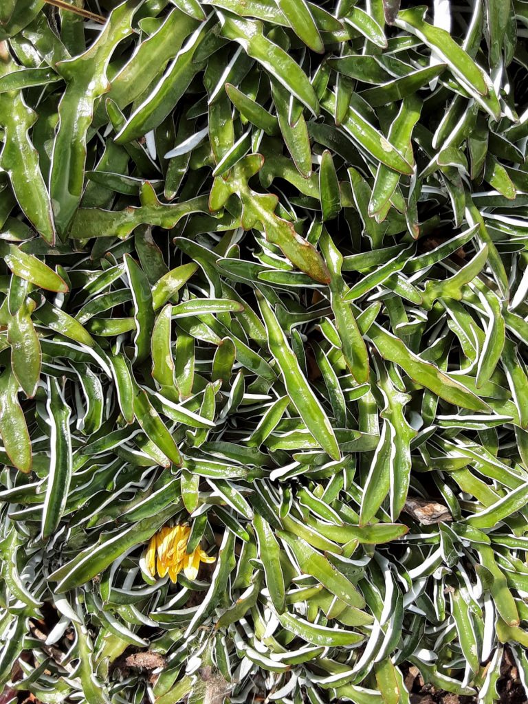 Dymondia margaretae perennial plant