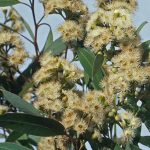 Eucalyptus dundasii Australian native tree