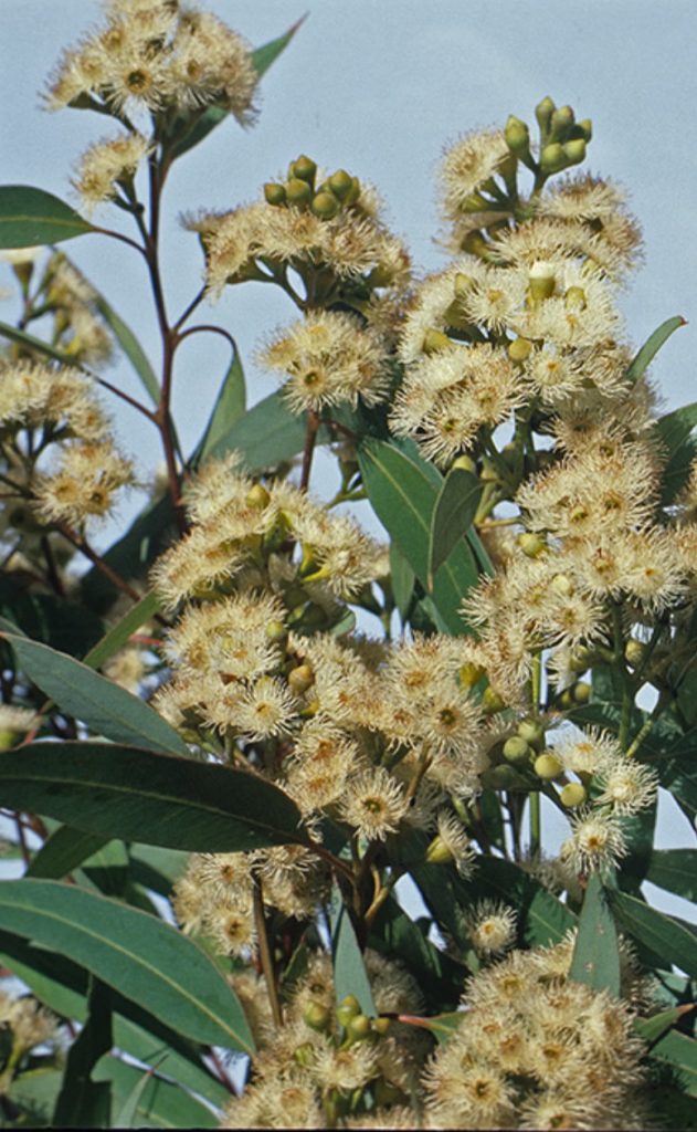 Eucalyptus dundasii Australian native tree