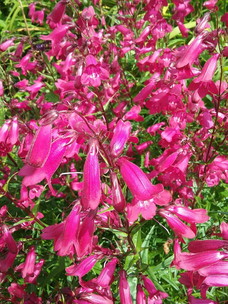 Penstemon Garnet perennial plant