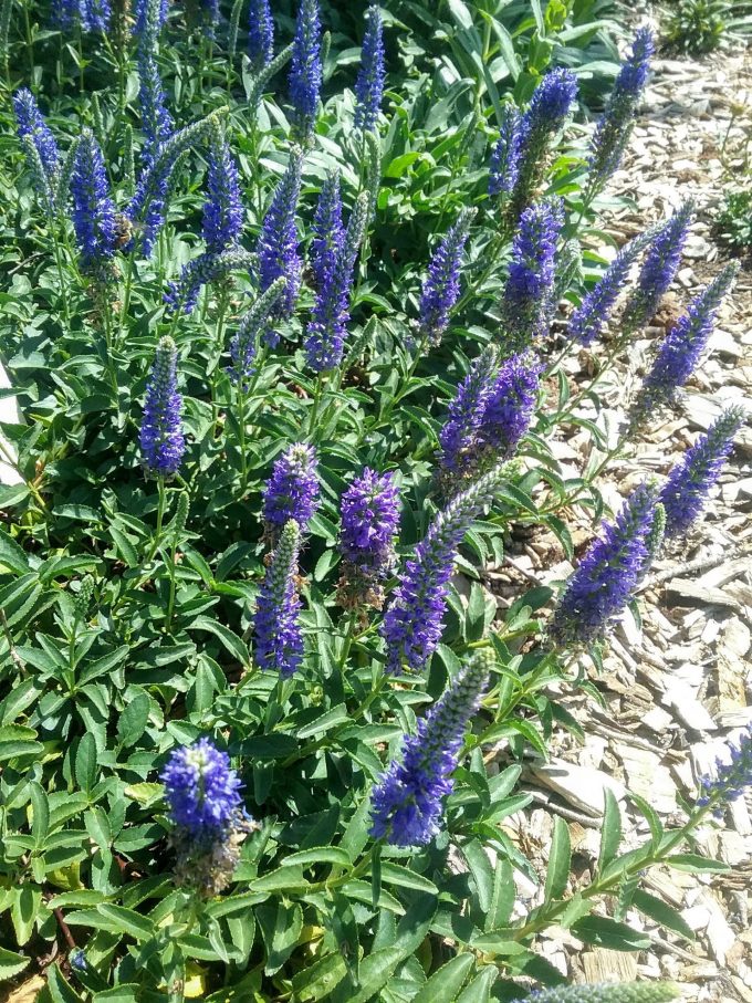 Veronica Romiley Purple perennial plant