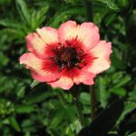 Potentilla nepalensis ‘Roxana’ perennial plant
