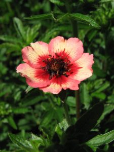 Potentilla nepalensis ‘Roxana’ perennial plant