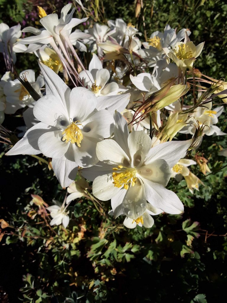 Aquilegia