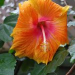 Hibiscus Hawaiian Sunset Fiesta