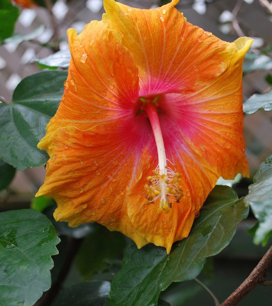 Hibiscus Hawaiian Sunset Fiesta in 68mm Super Tube – Trigg Plants