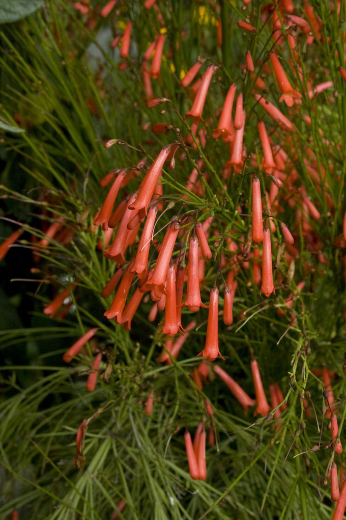 Russelia equisetiformis perennial plant