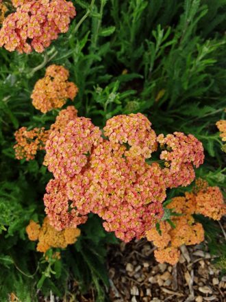 Achillea Forncett Fletton perennial plant