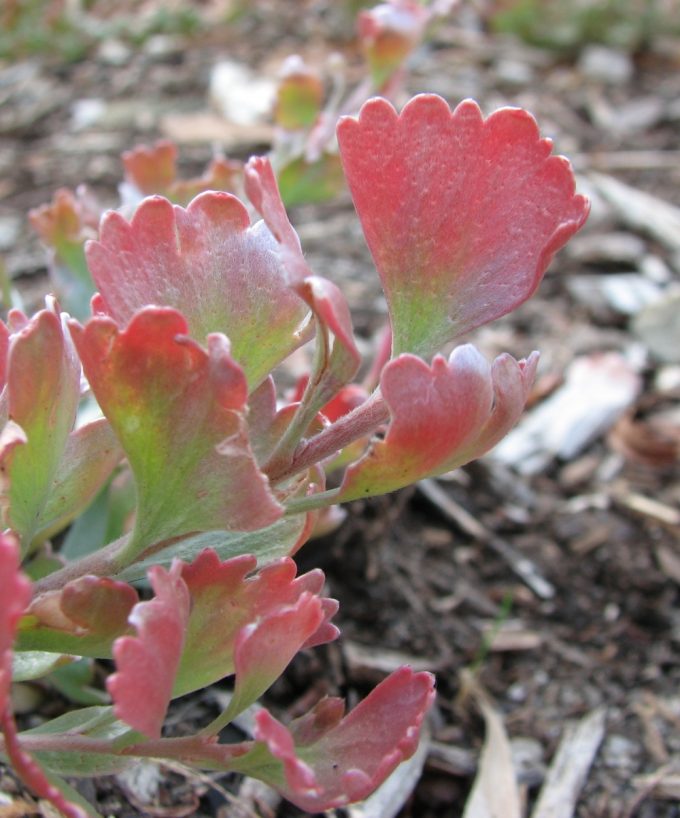 Adenanthos cuneatus Australian native plant