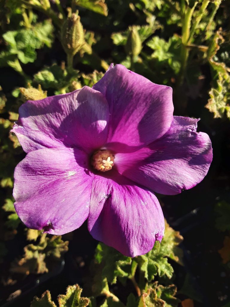 Alyogyne Blue Heeler Australian native plant